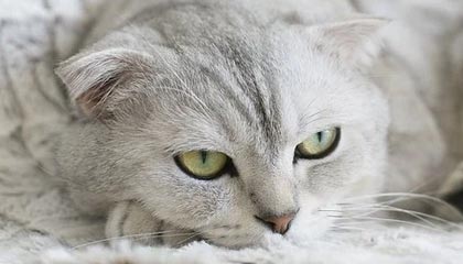 开云体育下载：开启你的全新体育娱乐之旅